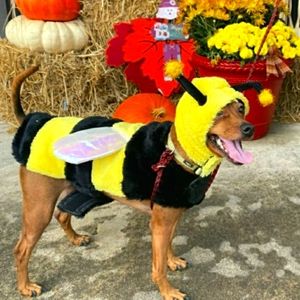 Dog/Pet Bumblebee/Bee Halloween Costume Size Medium